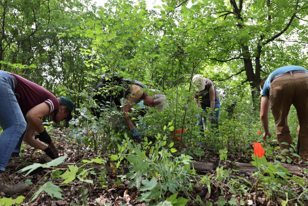 Caitlin Reinartz (left), Beth Blackmoore (second from left) and other volunteers with the Friends of County Grounds Park group remove invasive buckthorn in the Milwaukee County park in September.