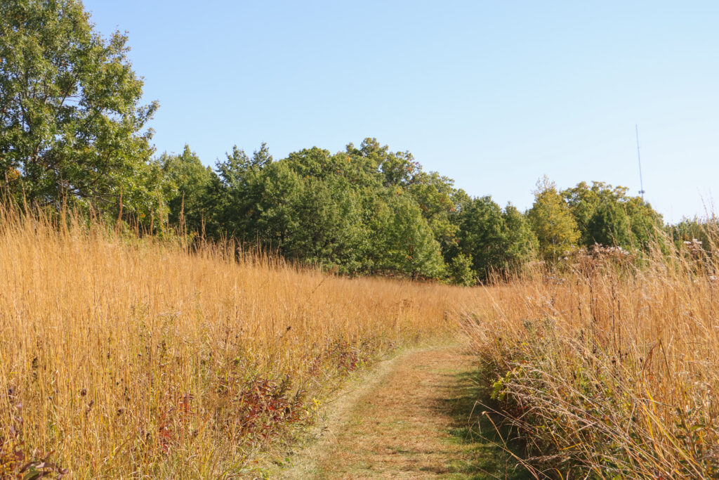 Path on the ice age trail with its plants and trees. 