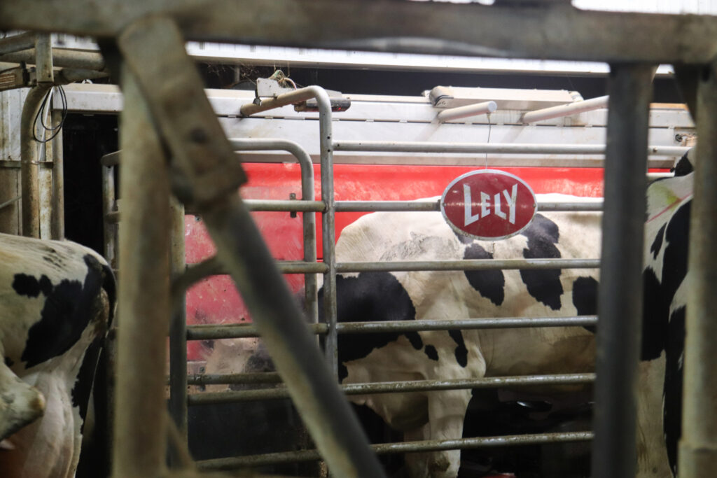 Cows inside a barn.