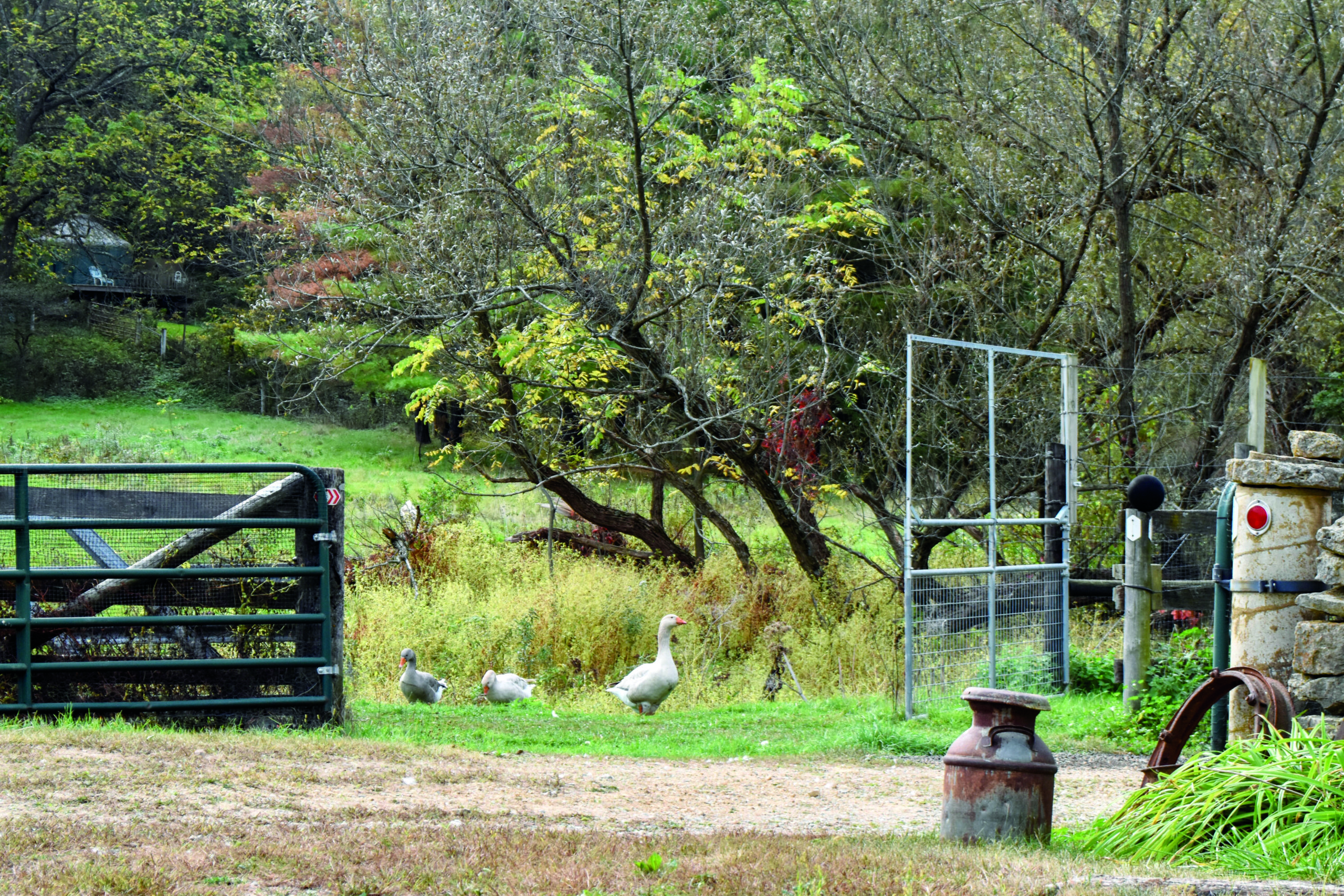 Three geese walking on grassy farmland near a fence and trees.