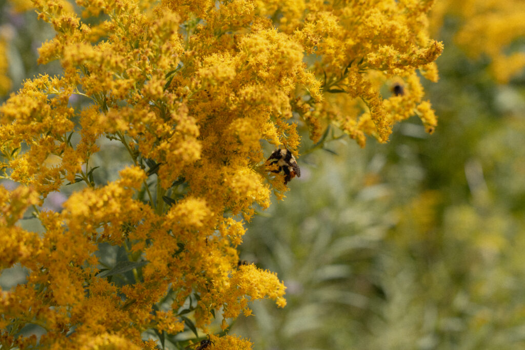yellow flowered bush