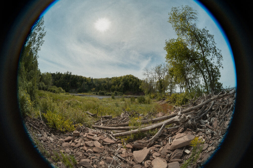 fish eye view of a forest