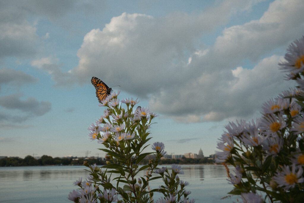 Butter fly lands on the top of a pink flower