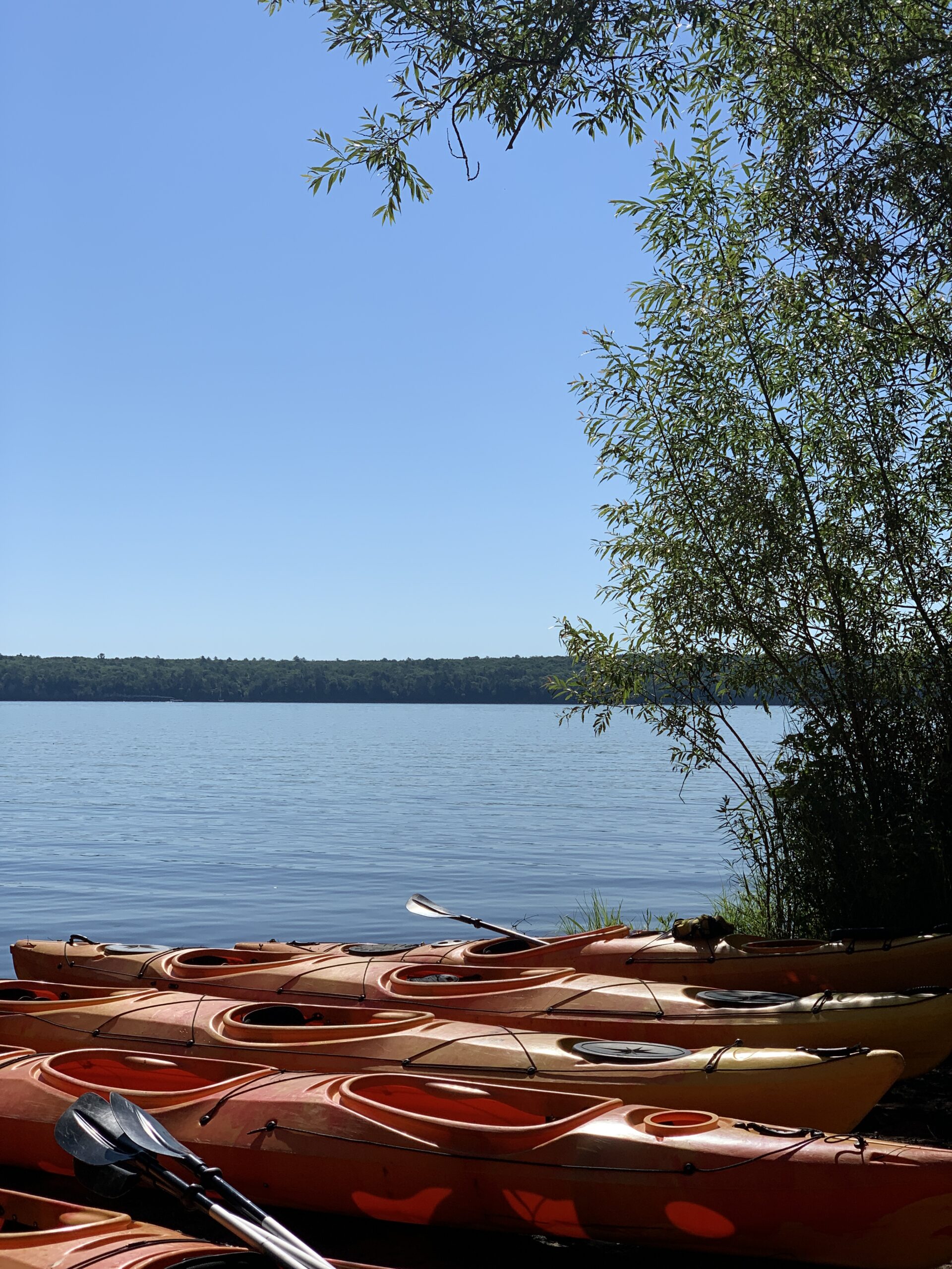 Orange kayaks on the edge of a lake.